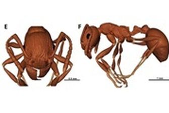 В кусочке янтаря нашли останки самого древнего муравья