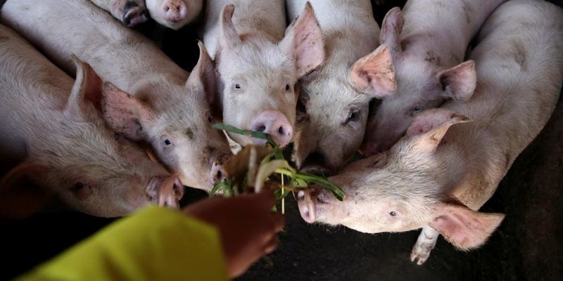 Україна збільшила експорт м'яса птиці та свинини