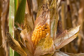 На Черкащині та Київщині кукурудза перебуває в незадовільному стані
