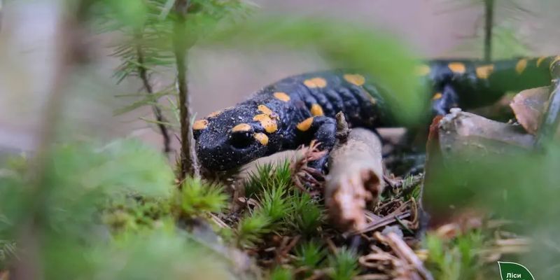 В горах Буковины сфотографировали редкую саламандру