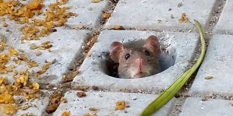 Городские крысы не несут смертельной опасности для людей: ученые объяснили почему