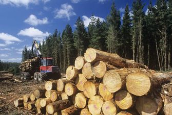 Украина готова отменить мораторий на экспорт леса: что известно