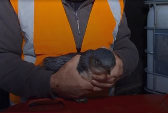Непрохані гості: у Новій Зеландії двоє пінгвінів забрели до суші-бару й сховалися на кухні