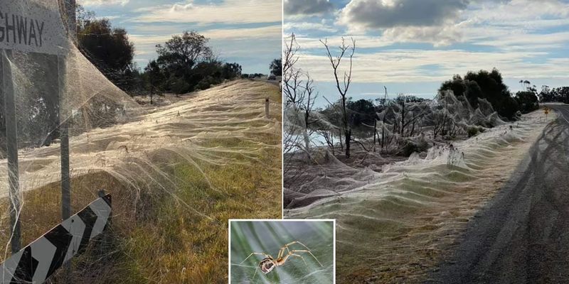 Пугающее зрелище: в Австралии пауки опутали паутиной целый штат