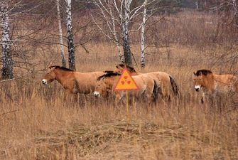 У Чорнобильській зоні побачили зниклий вид тварин