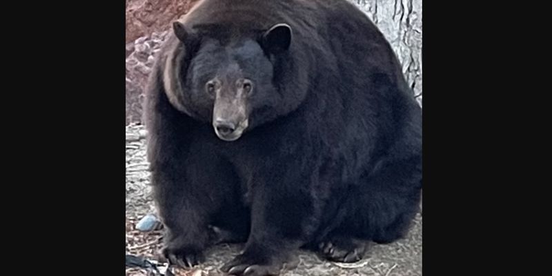 В Калифорнии медведь Йоги ломает домовладения местных жителей и мешает им отдыхать