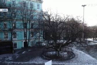 Самые старые и мистические деревья Киева и области: где находятся и какую удачу приносят