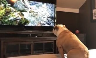 Вы будете удивлены: что видит ваш кот или собака, когда смотрят телевизор