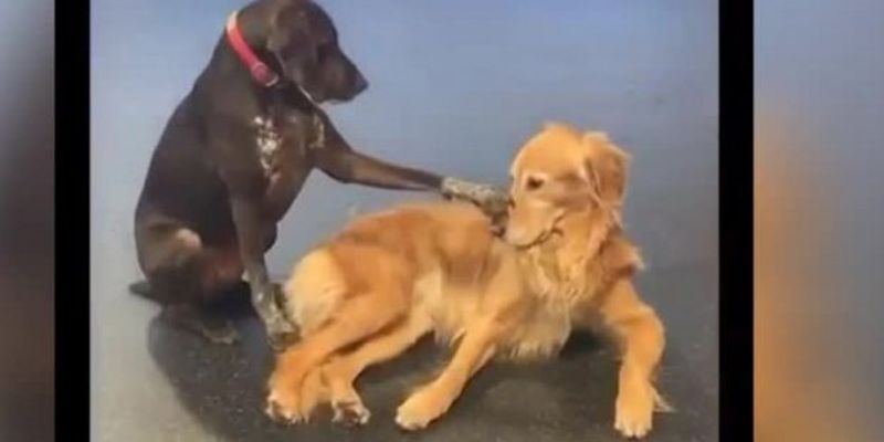Чуткая собака, утешающая соседских псов, прославилась в сети