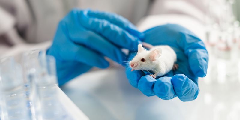 Ученые случайно зомбировали мышей: они превратили их нейроны в "живых мертвецов"