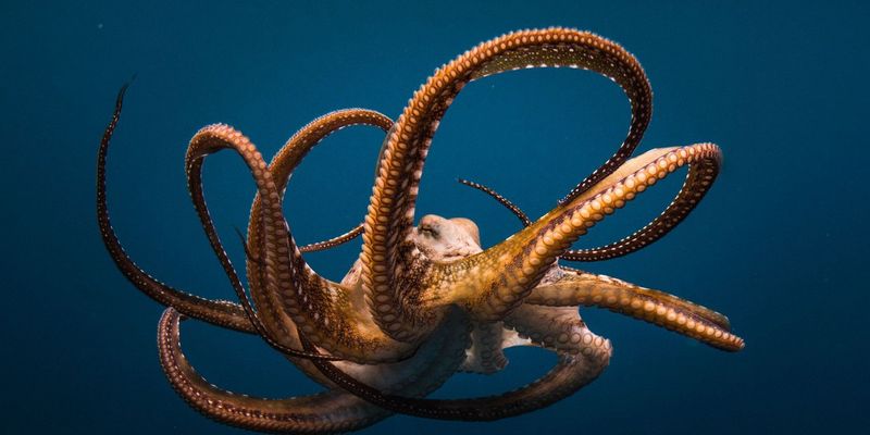 Самая странная борьба в мире: битва с осьминогом