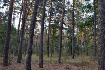 Прокуратура повернула Києву майже 30 гектарів лісу в Пуща-Водиці, де планувалась вирубка