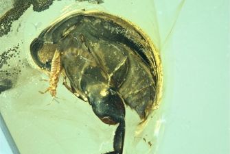 В янтаре нашли самое древнее насекомое на Земле