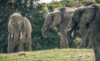Британцы отправят 13 слонов обратно в Африку: что случилось