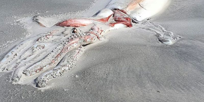 "Бывает раз жизни": гигантского кальмара вымыло на берег Новой Зеландии