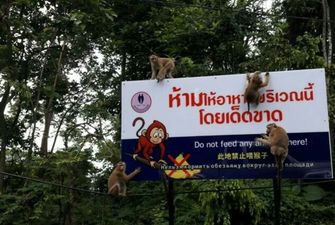 "Русофобка?" В Таиланде обезьяна покусала туриста из РФ: в сети потешаются