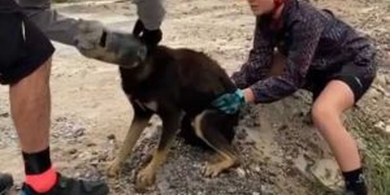 Собака застряла головой в бутылке: появилось видео спасения