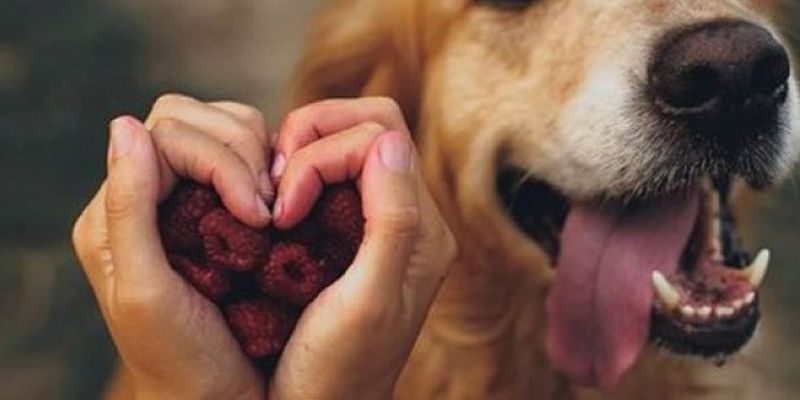 Как собаки могут помочь выявить рак