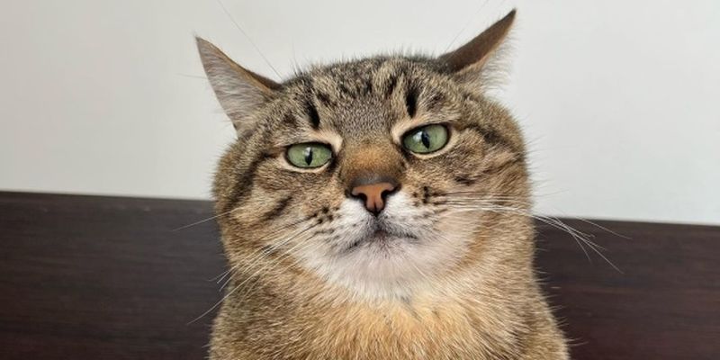 Харьковский кот-блогер Степан собрал $10 тысяч помощи животным в Украине