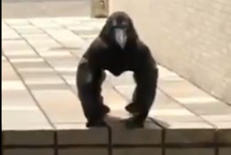 "Ворона-горилла преследует вас": новая оптическая иллюзия перепугала сеть
