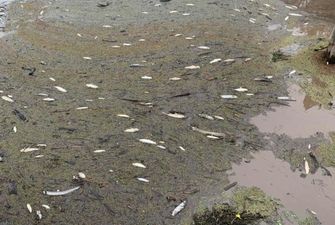 В Австралії загинули сотні тисяч риб через попіл від пожеж, який потрапив у воду