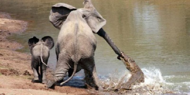 Шок у туристов: слониха затоптала крокодила, который пытался отобедать слоненком