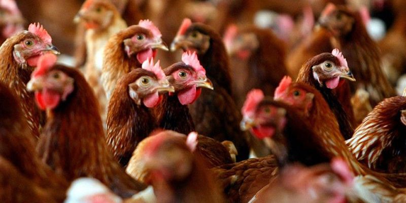 В Нидерландах из-за птичьего гриппа уничтожили еще 200 тысяч кур