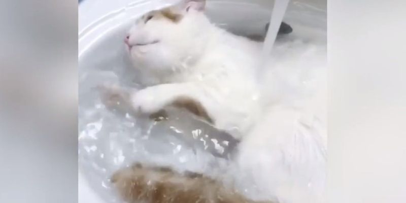 Кошка любит принимать ванну: валялась в раковине и веселила Сеть