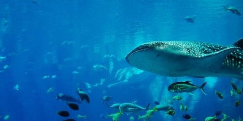 Ученые обнаружили зубы на глазах китовых акул