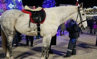 Копытом в живот: в Тернополе лошадь травмировала пятилетнего мальчика, ребенок в больнице