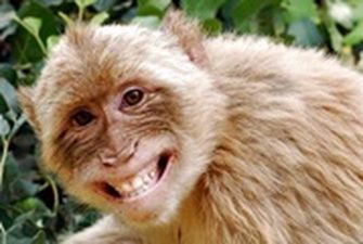 В Грузии зафиксировали первый случай оспы обезьян