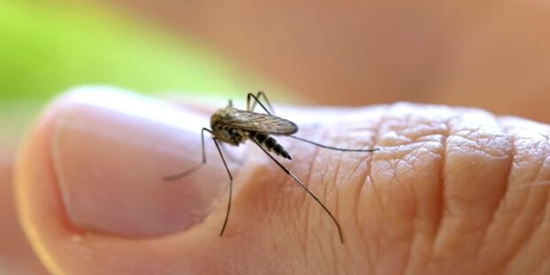 Чи переносять комари коронавірус – Комаровський дав українцям однозначну відповідь