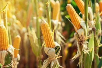 Канадські гібриди кукурудзи зміцнять присутність на ринку України