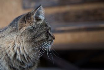 У Рівненській області горів притулок для тварин: загинули 24 коти та 2 собаки
