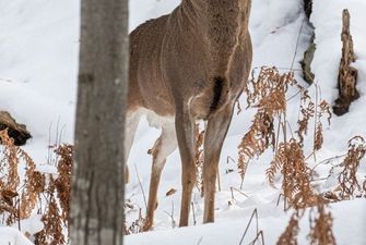 Унікального трирогого оленя помітили у США: цікаве фото