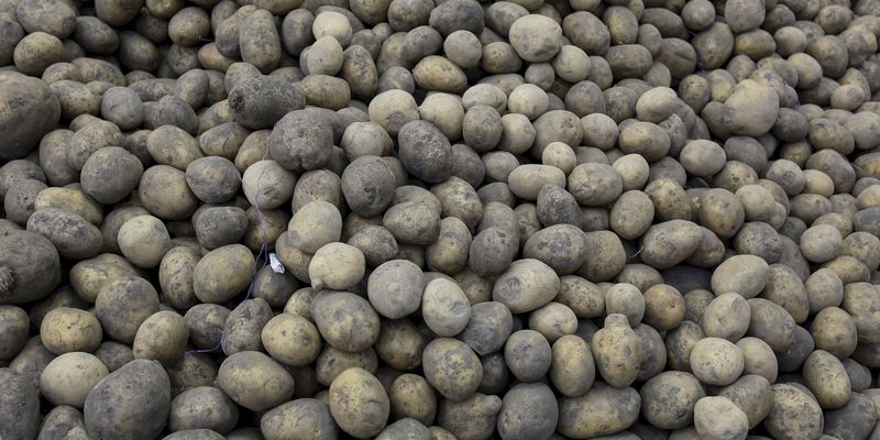 Україна через неврожай за місяць імпортувала річний обсяг картоплі