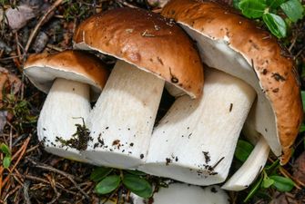 Ученые рассказали о пользе употребления грибов для профилактики рака простаты