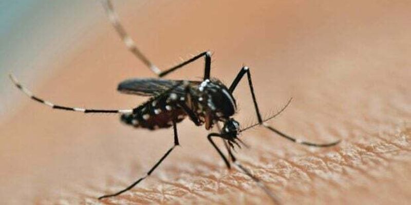 Зростаюча загроза для Європи: комарі можуть зірвати Олімпійські ігри в Парижі
