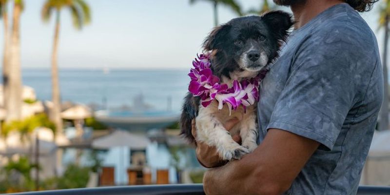 На Гавайях сдают деньги в собачий питомник за ночь в роскошном отеле