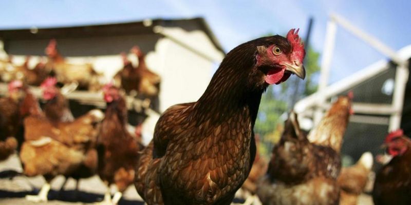 Спалах пташиного грипу на Вінниччині: утилізують 100 тисяч курей