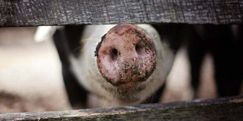 Очень заразный вирус: в Киеве зафиксирована вспышка африканской чумы свиней