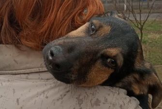 Прив'язали дротами до труби у вигляді розп'яття: у Харкові розслідують факт знущання з собаки