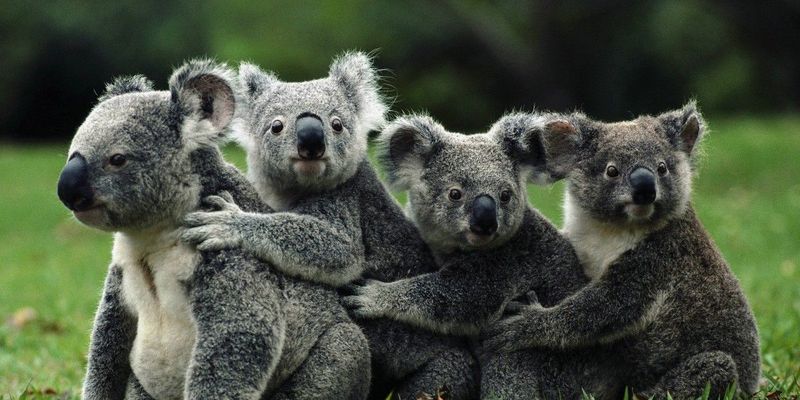 Австралийцы пожертвовали на спасение коал почти миллион долларов