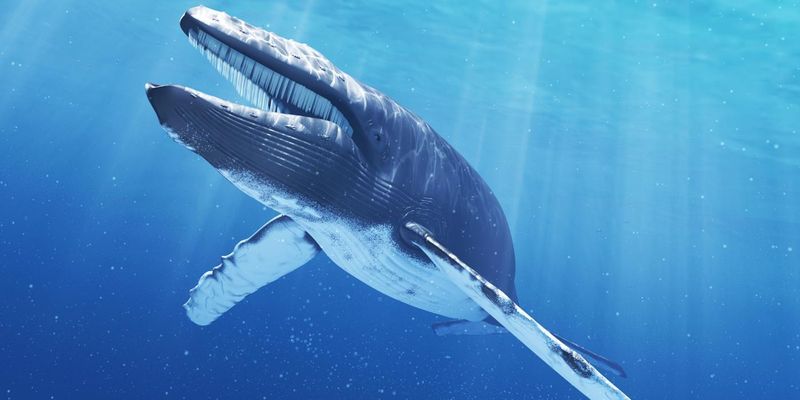 Ритм сердца синего кита: американские биологи смогли измерить пульс животного
