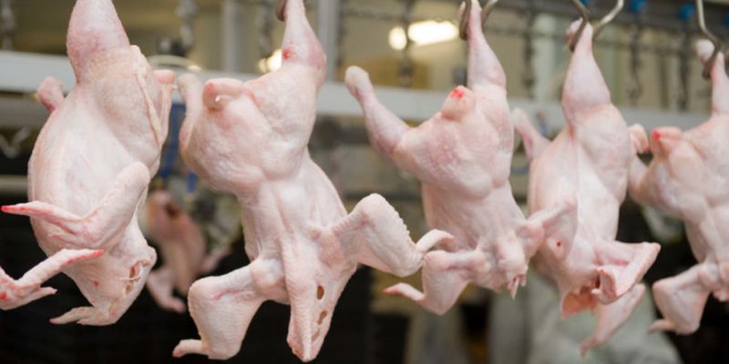 Украина второй год подряд занимает шестое место среди мировых производителей курятины