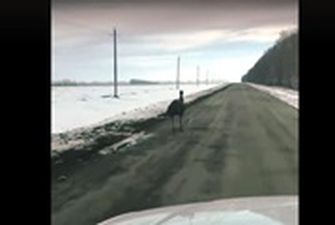В России сняли бежавшего по зимней дороге страуса