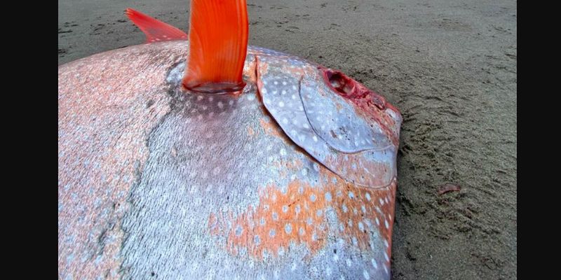 На пляж вимило рідкісну рибу опах вагою в 45 кілограмів