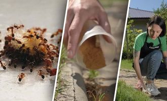4 самых лучших способа, как избавиться от муравьев: будут обходить грядки десятой дорогой