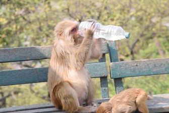 Маленькая обезьянка показала нерасторопной маме, как нужно пить воду из бутылки