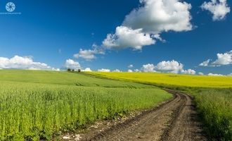 В Украине стремительно растет в цене земля, простые фермеры уже начали бить тревогу